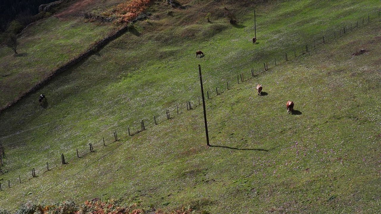 Trabzon'un Yaylalarında Vargit Çiçekleri Görsel Şölen Sunuyor