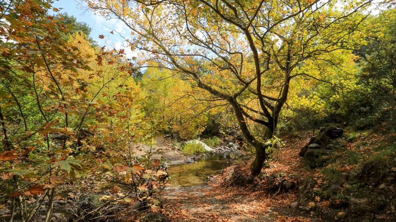 Yunt Dağları'nda Sonbahar Renkleri