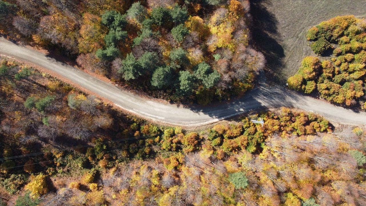 Bilecik Ormanlarında Sonbahar Renk Cümbüşü