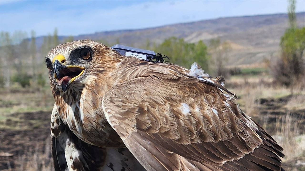 Bozkır Şahini 28 Ülkede 103 Bin 456 Kilometre Uçtu