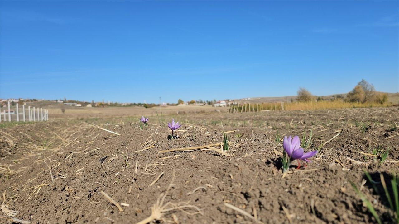 Çorum'da Kadın Çiftçilerden Safran Hasat Şenliği