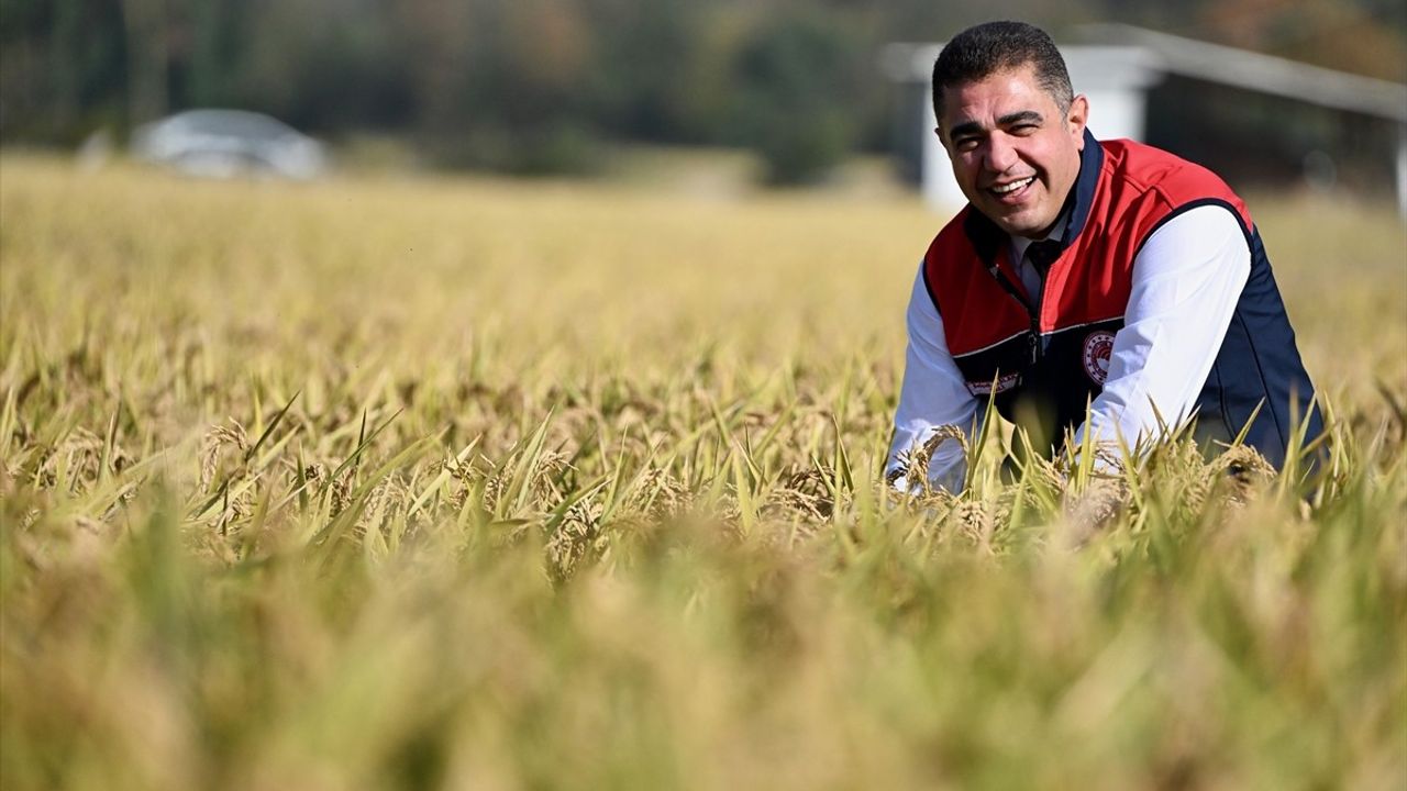 Düzce'de Damla Sulama ile Hasat Edilen Konuralp Pirinci