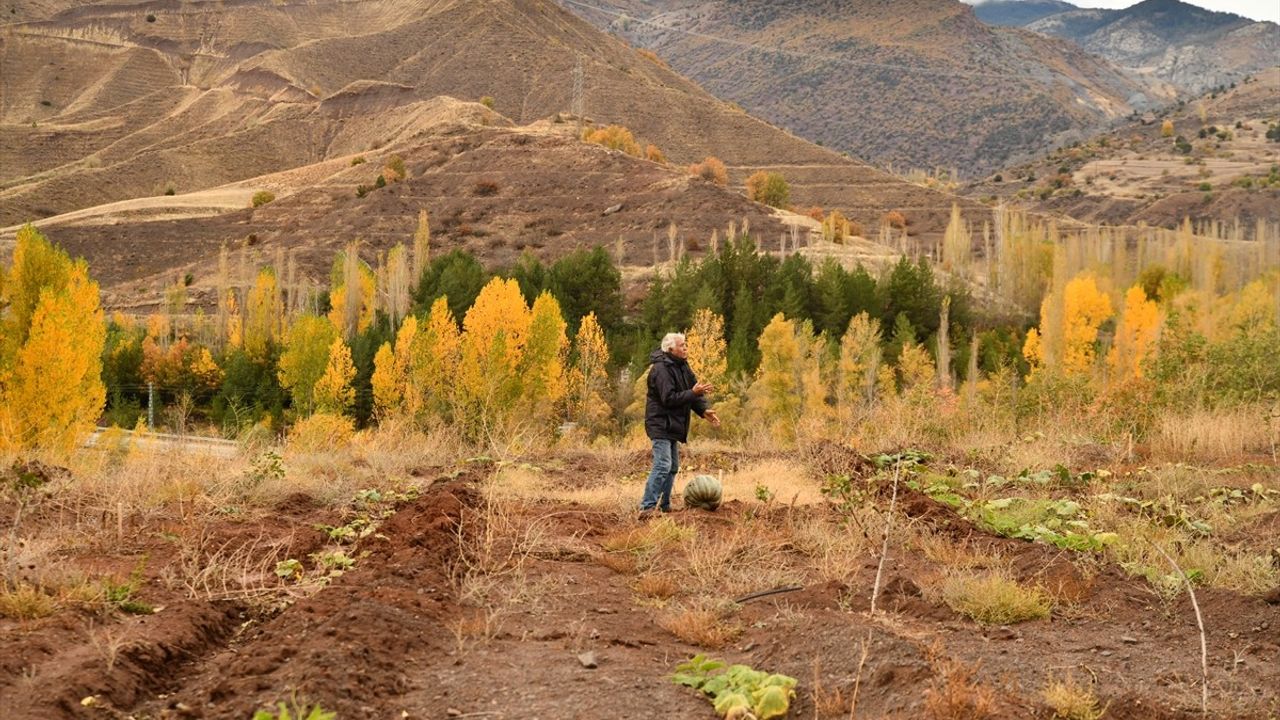 Giresun'da Emekli Banka Müdürü Antep Fıstığı Bahçesi Kurdu