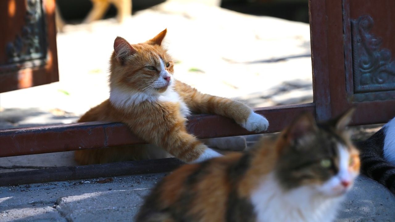 Hatay'da Depremzededen Sahipsiz Kedilere Destek