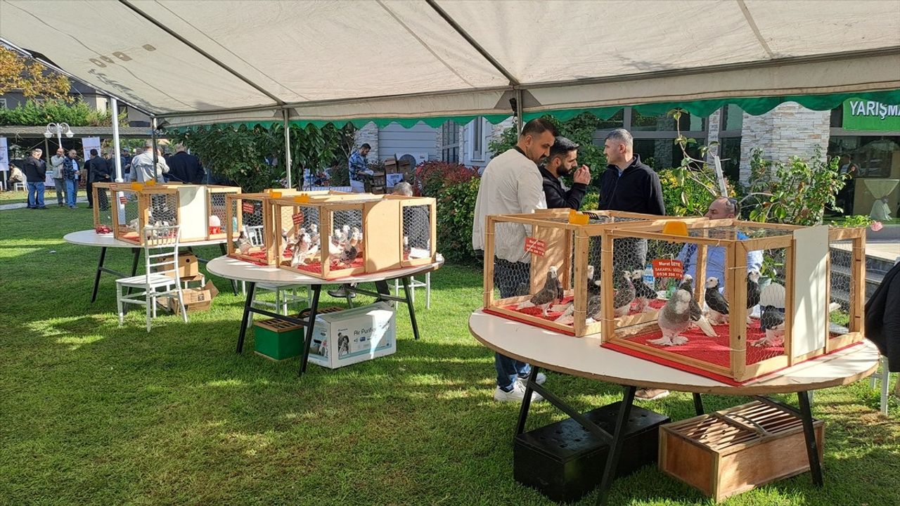 Sakarya'da 6. Tepeli Kostüm Güvercinleri Festivali Renkli Görüntülere Sahne Oldu