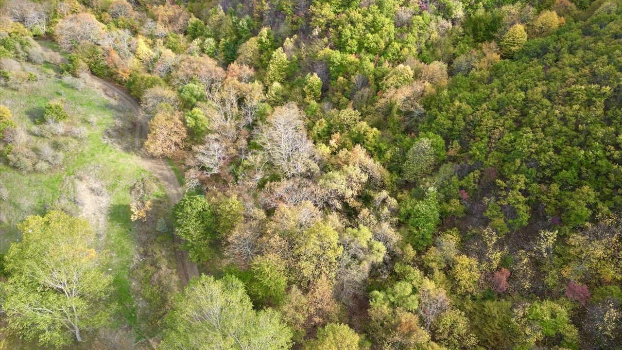 Tekirdağ'da Sonbahar Güzellikleri Doğa Severleri Bekliyor