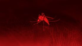 Avrupa'da İklim Değişikliği Sivrisinek Nüfusunu Arttırdı