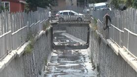 İstanbul'da Sivrisinek Şikayetleri Artıyor: Mahalle Sakinleri İlaçlama İstiyor