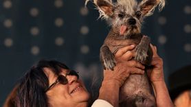 Dünyanın En Çirkin Köpeği Yarışması'nın Birincisi 7 Yaşındaki Scooter Oldu