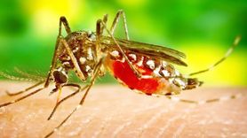 Oxford araştırmacısı açıkladı: Bu yaz sivrisineklerden korunmanın etkili 7 yolu