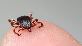 Avrupa'ya Yayılan Kırım Kongo Kanamalı Ateşi Hakkında Uyarılar