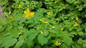 Kırlangıç Otu ve Karnıyarık Otu