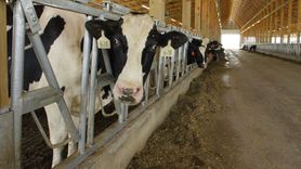 Ulusal Süt Konseyi Çiğ Süt Fiyatında Değişiklik Yapmaması Sektörde Kriz Sinyalleri Yarattı