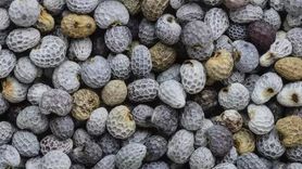 Haşhaşın Mucizevi Faydaları