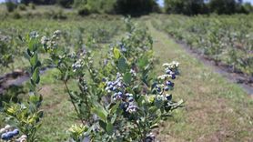Yaban Mersininin Faydaları ve Tüketimi