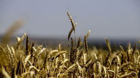 BM Gıda Sistemleri Zirvesi: Küresel Gıda Güvenliği ve Açlık Krizi