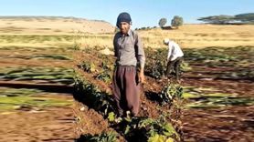 Çiftçinin Zam İsyanı: Mazot Alamayan Çiftçi Ürünlerini Söktü