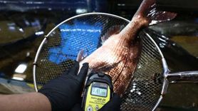 Fukuşima Nükleer Santrali'nde Radyoaktif Kirlilik Devam Ediyor