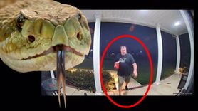 Adamın Kafasına Yılan Isırdı: İlginç Bir Sürpriz