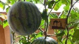 Antarktika'da Karpuz ve Kavun Yetiştirildi