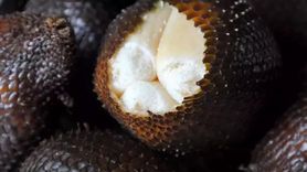 Salak Pondoh Meyvesinin Faydaları