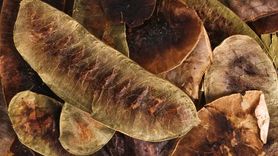 Açlık Otu: Faydaları ve Kullanımı