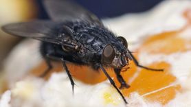 Evde Kara Sineklere Karşı Doğal Çözüm