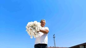 Aydın'da Sezonun İlk Pamuğu TARİŞ'e Teslim Edildi