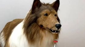 Milyonlar Harcayıp Köpek Olmuştu! O Japon Kararının Nedenini Açıkladı