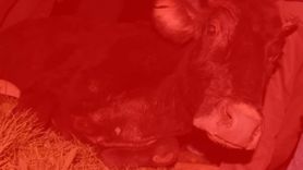 İngiltere'de Bir Kişi İnek ile Cinsel İlişkiye Girerken Yakalandı