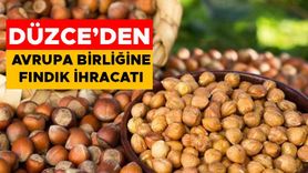 2022/23 Fındık İhracatında Miktar ve Döviz Girdisinde Düşüş Yaşandı
