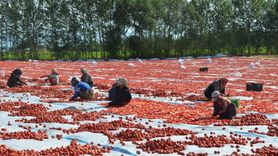 Bitlis'ten İtalya'ya Pizza Sosu İhracatı
