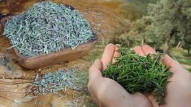 Suya 1 Kaşık Atın Mucizevi Etkiyi Görün! Direk Beyne Ulaşıyor