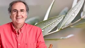 Zeytin Yaprağının Sağlığa Faydaları