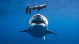 Mısır'da Deheb Şehrinde Kadın Köpek Balığı Saldırısına Uğradı