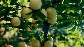 Bayramiç Beyazı: Sağlığa Faydaları ve Tüketimi