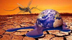 Küresel Isınma Sivrisinekleri Daha Ölümcül Hale Getiriyor