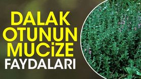 Dalak Otu ve Katırtırnağı Otu: Mucizevi Doğal İlaçlar