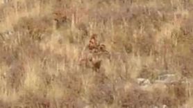 Colorado'da Kocaayak Görüntüleri Sosyal Medyayı Salladı