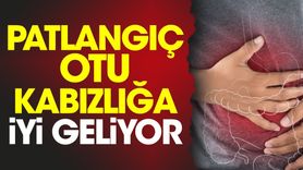 Kuru Öksürüğe İyi Gelen Sabun Otu ve Kabızlığa İyi Gelen Patlangıç Otu