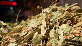 Bolu'da Soğuk Algınlığına İyi Gelen Ihlamur Yoğun İlgi Görüyor