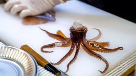 Güney Kore'de San-Nakji Yemeği Sırasında Yaşanan Ölüm Vakası