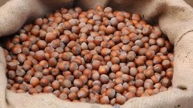 Ferrero'dan Fındık Piyasasına Fiyat Sürprizi