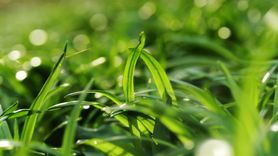 Yeşil Soğanın Faydaları ve Özellikleri