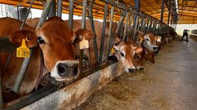 İzmir'den Konya'ya Yerli Boğalar Gönderildi