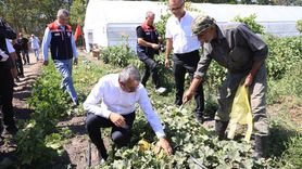 Edirne'de Sera Alanları Büyüyor: 500 Dekara Ulaşma Hedefi
