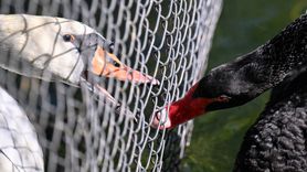 Kuğulu Park'ta Kuğular Arasındaki Kavga Tel Örgü ile Sona Eriyor