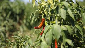 Maraş Biberi Hasadı Başladı