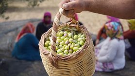 Ayvalık'ta Zeytin Hasadı Coşkuyla Başladı