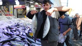 Karadeniz'de Palamut Bolluğu